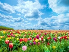 Kolorowe, Tulipany, Chmury
