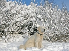 Śnieg, Krzewy, Biszkoptowy, Labrador