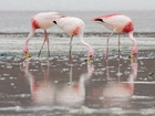 Pochylone, Flamingi Krótkodziobe, Woda, Odbicie