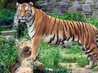 Tygrys Bengalski, Pień, Mur