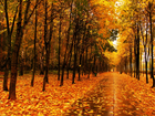 Park, Jesienią, Złote, Liście