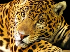 Jaguar, Cętki