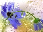 Niebieskie, Kwiaty, Krople, Deszczu
