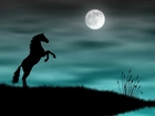 Koń, Ksieżyc, Noc