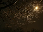 Niebo, Księżyc, Noc, Drzewo