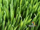 Windows XP, microsoft, trawa
