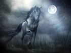 Noc, Księżyc, Koń, Galop