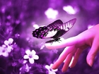 Motyl, Dłoń, Kwiaty