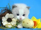 Kotek, Jajko, Kwiatki