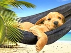 Pies, Plaża, Hamak