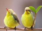 Dwa, Śliczne, Żółte, Ptaszki