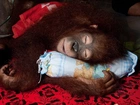Śpiąca, Małpa