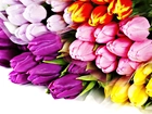 Naręcze, Różnokolorowych, Tulipanów