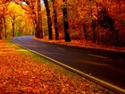 Droga, Las, Kolorowe, Liście, Jesień