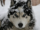 Pies, Husky, Śnieg