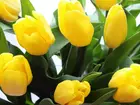 Żółte, Tulipany, Zielone, Listki