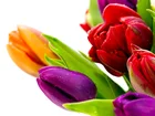 Kolorowe, Tulipany, Krople, Wody
