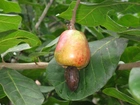 Owoc, Caju, Anacardium, Occidentale