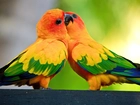 Dwie, Kolorowe, Papużki