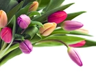 Bukiet, Kolorowych, Tulipanów