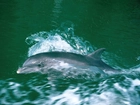 Płynący, Delfin, Woda