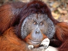 Małpa, orangutan