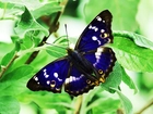 Niebieski, Motyl, Roślina, Czułki