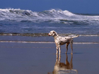 Pies, Dalmańczyk, Morze