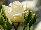 Biała, Róża, Pączki