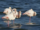 Flamingi Różowe, Stado, Woda