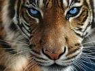 Tygrys, Niebieskie, Oczy, Wąsy