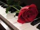 Czerwona, Róża, Fortepian