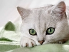 Piękny, Biały, Kot, Zielone, Oczy