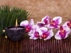 Kwiaty, Orchidee, Świeca
