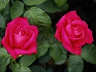 Dwie, Piękne, Różowe, Róże