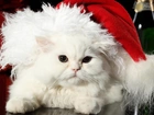 Biały, Kot, Świąteczna, Czapka