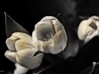 Tulipany, Fractalius