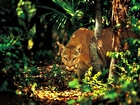 Puma, Dżungla