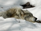Śpiący, Wilk, Śnieg
