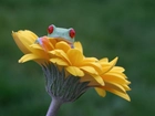 Żabka, Kwiatek