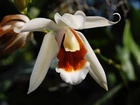Orchidea, Biała, Liście