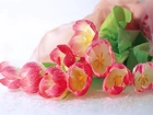 Różowe, Tulipany, Krople, Rosy