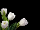 Białe, Tulipany, Zielone, Liście