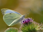 Motyl, Bielinek Rzepnik, Kwiat