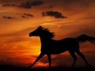 Koń, Zachód, Słońca