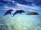 Dwa, Delfiny, Ocean, Wyspa