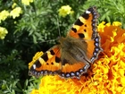 Motyl, Rusałka Pokrzywnik, Kwiat