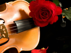 Instrument, Muzyczny, Czerwona, Róża