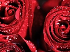 Czerwone, Róże, Krople, Rosy