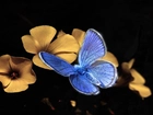 Niebieski, Motyl, Żółte, Kwiatki